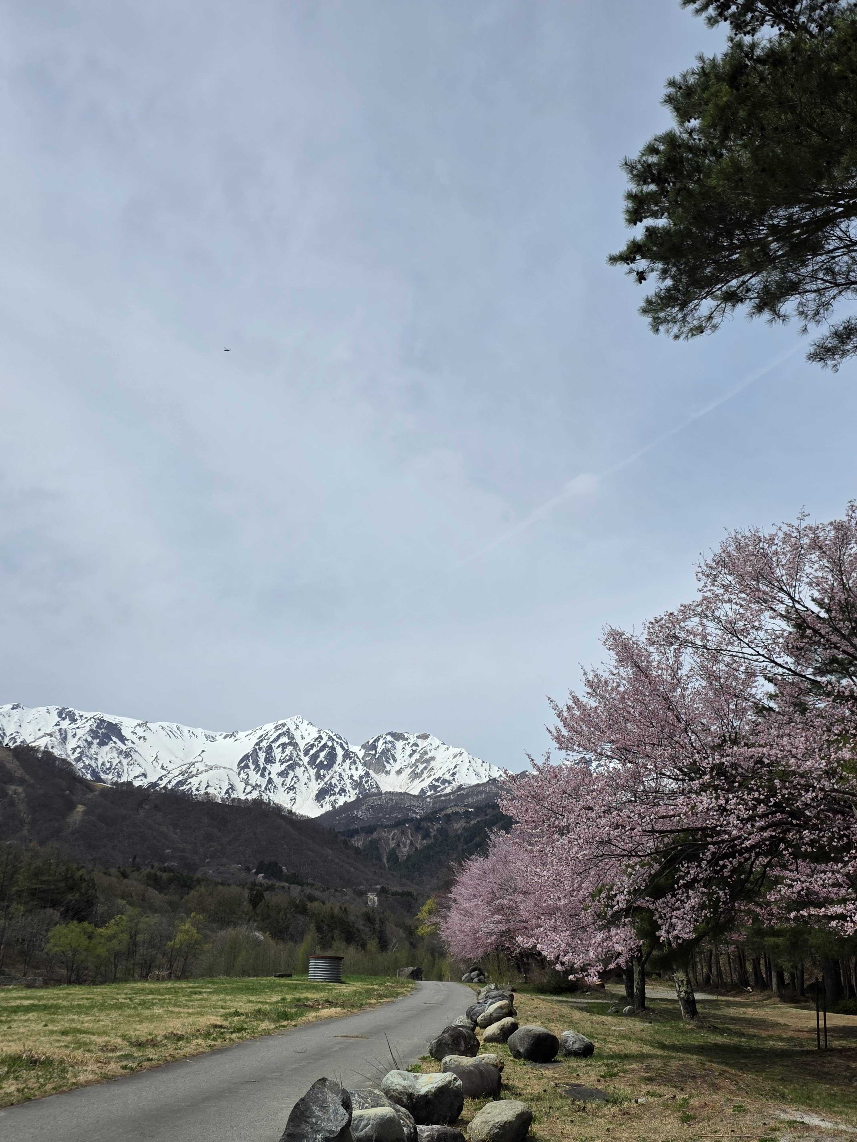 Cherry blossoms with snow-capped Hakuba mountains at Donguri Village campsite
